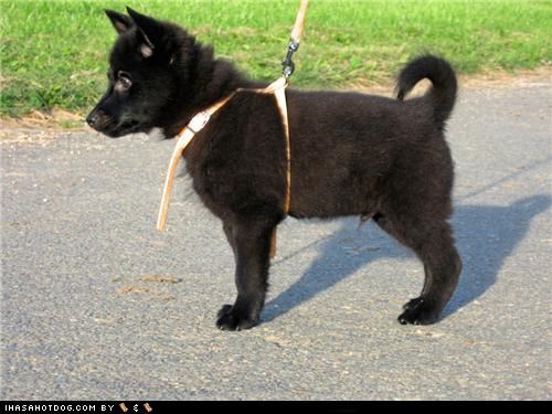 U Deside: Teh Goggie Breed ob teh Week!