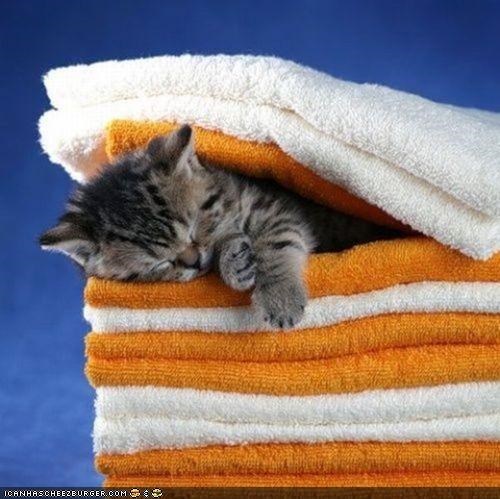 Cyoot Kitteh of teh Day: Maid Kitteh Is Asleep on teh Job