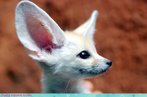 Squee Spree: Pretty Fennec Side Profile