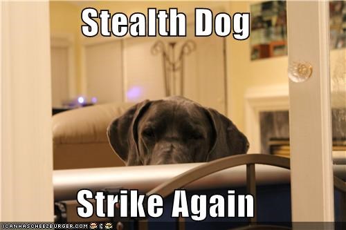 Stealth Dog  Strike Again