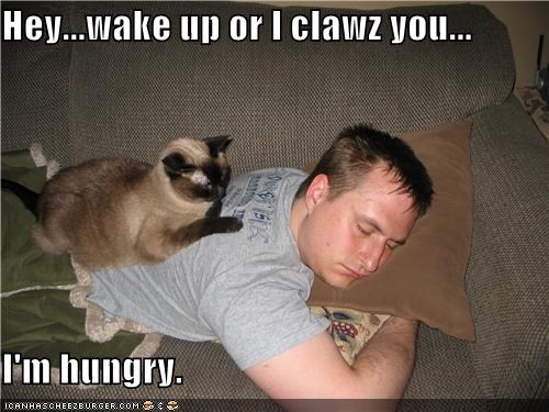 Hey...wake up or I clawz you...  I'm hungry.