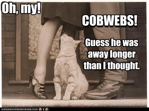 Oh, my! COBWEBS!
