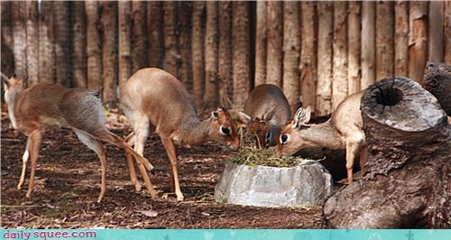 Squee Spree: Dik-dik Drinking Time