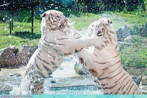 Acting Like Animals: Water Fight... Doing it Tiger-Style?