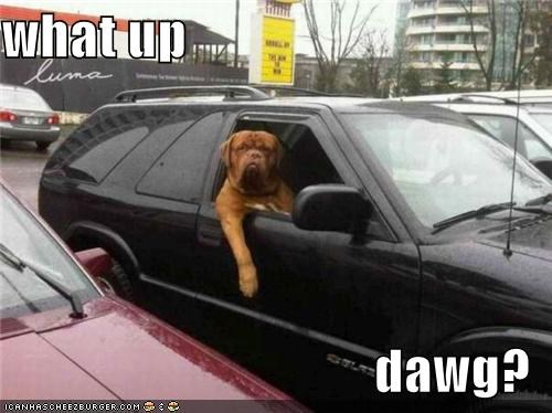 what up  dawg?