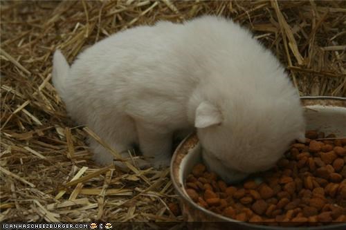 Cyoot Puppeh ob teh Day: Foodz, Get in mai MOUF!