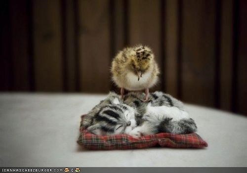 Cyoot Kitteh of teh Day: And Dreem ob Chikz