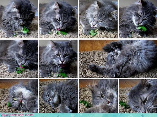 The Stages of Catnip