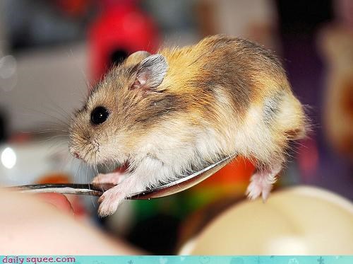 Acting Like Animals: Hammies Are Friends, NOT Food!