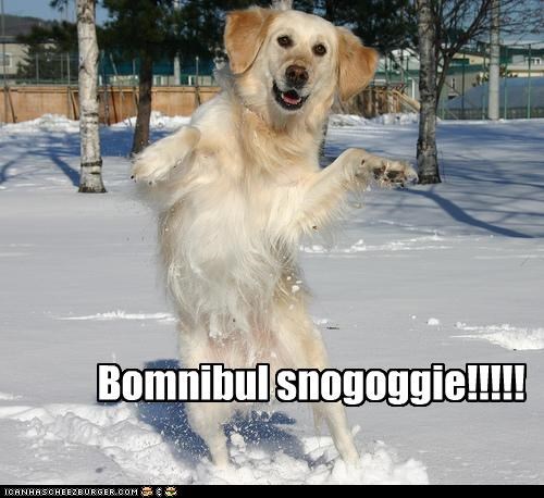 Bomnibul snogoggie!!!!!