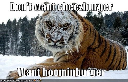 Don't want cheezburger  Want hoominburger