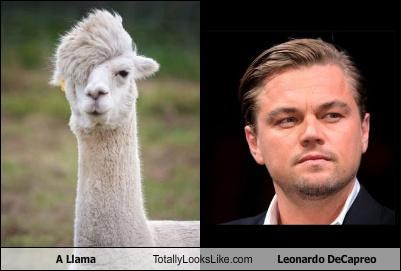 A Llama Totally Looks Like Leonardo DiCaprio