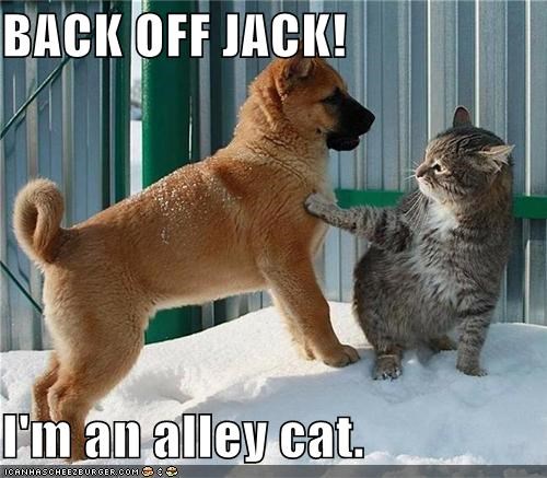 BACK OFF JACK!  I'm an alley cat.