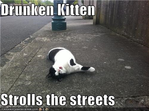 Drunken Kitten  Strolls the streets