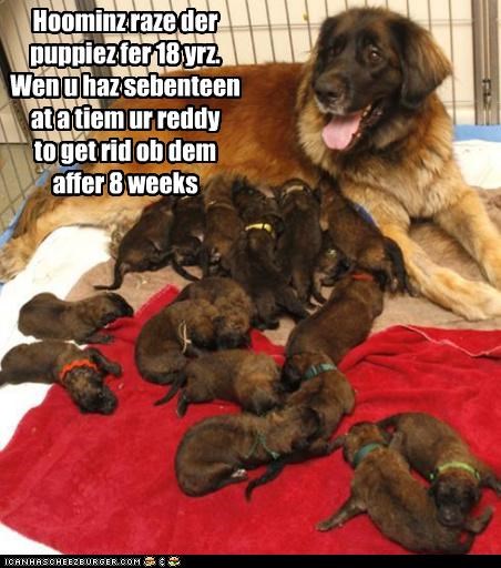 Hoominz raze der puppiez