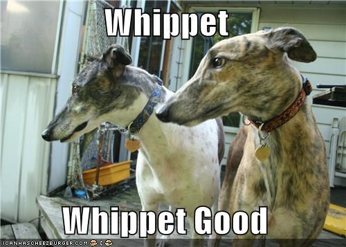 Whippet