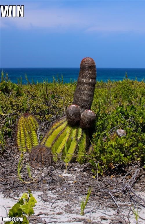 Things That Are Doing It: Cactus FAIL