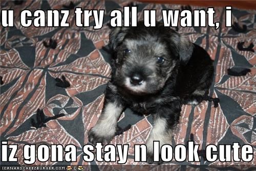 u canz try