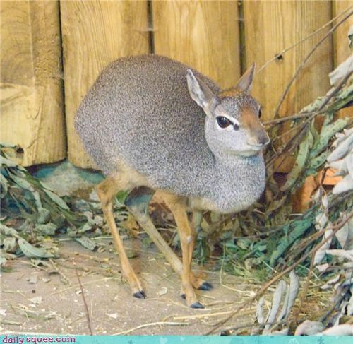 Squee Spree: One Foot in Front of the Other
