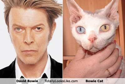 David Bowie Totally Looks Like Bowie Cat