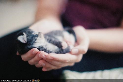 Cyoot Kitteh of teh Day: Palm-Sized Purrfektness