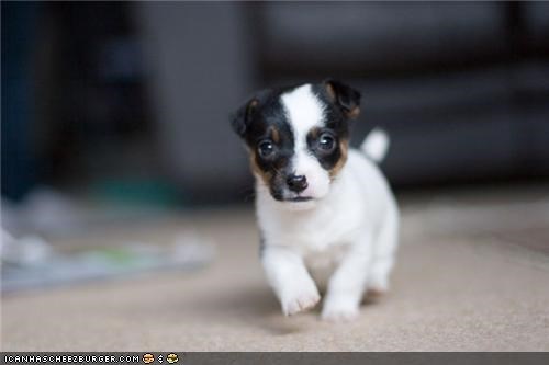 Cyoot Puppeh ob teh Day: Iz Comin For Ya!