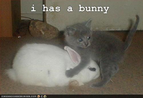 I Has a Bunny: 10 Pictures of Kittehs and Bunnehs Together
