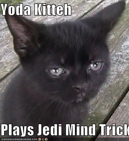 Yoda Kitteh  Plays Jedi Mind Tricks