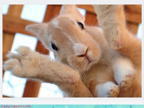Acting Like Animals: Huh. I Just Laid an Egg.