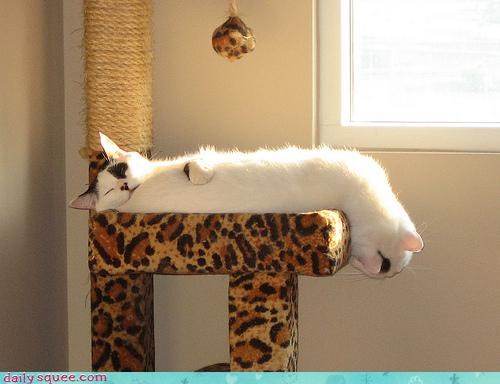 Acting Like Animals: Cat-to-Cat