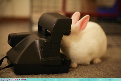 Happy Bunday!