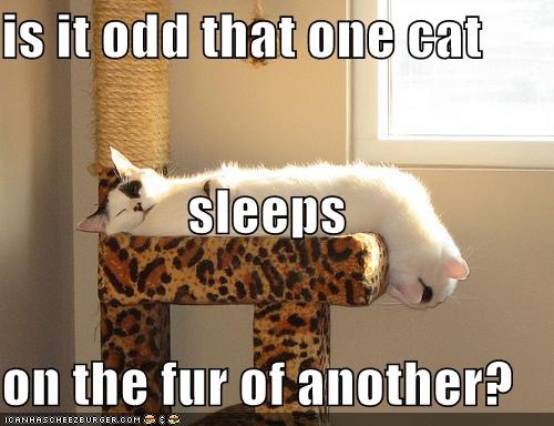 is it odd that one cat sleeps on the fur of another?
