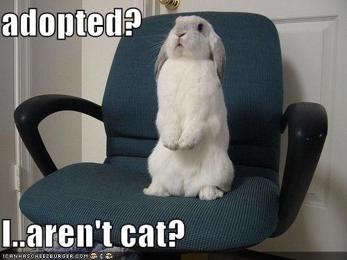 adopted?  I..aren't cat?
