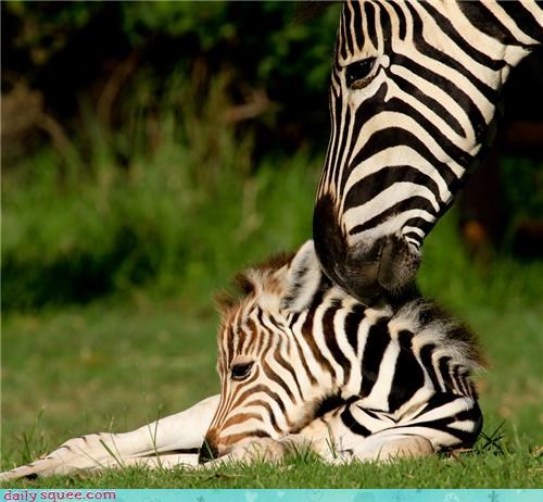 Squee Spree: Kissing the Boo-Boo