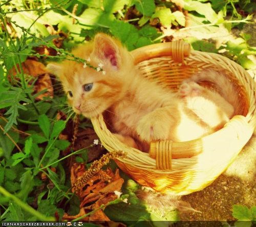 Cyoot Kitteh of teh Day: Teh Eester Bunneh Leeved Meh Heer n No 1 Has Finded Meh Yet!