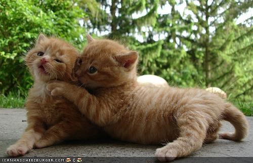 Cyoot Kittehs of teh Day: Pssst!  Aifink Ur Supacyoot!