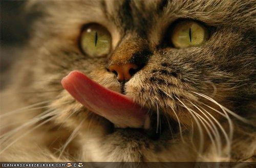 Cyoot Kitteh of teh Day: Kitteh KISS Audition FAIL