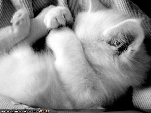 Cyoot Kitteh of teh Day: Plz 2 Nawt Wayk Up Yet