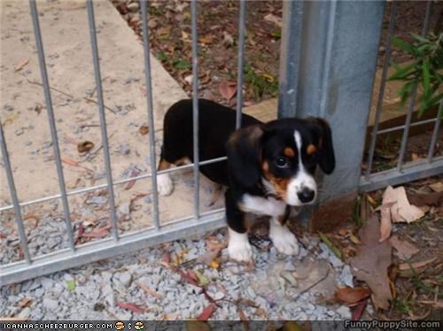 Cyoot Puppeh ob teh Day: A Widdle Halp, Pwease?