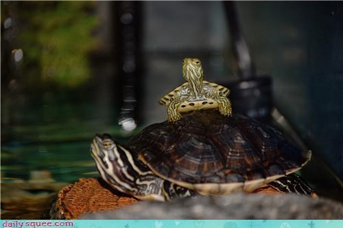 Who you callin' Squirt?