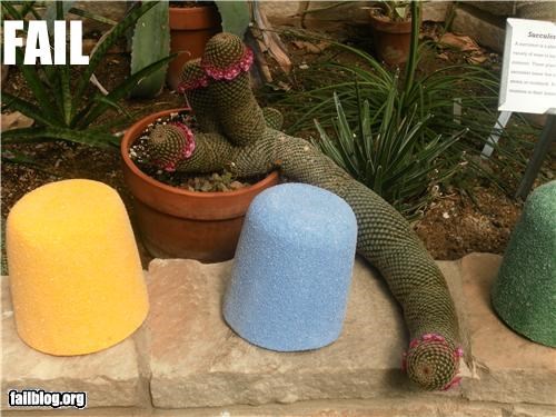 Things That Are Doing It: Well-Endowed Cactus