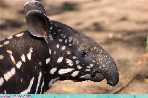 Happy World Tapir Day!