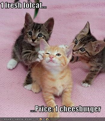 1 fresh lolcat...  ...Price: 1 cheesburger