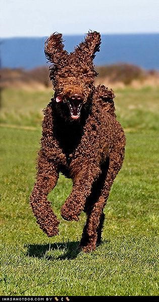 Do teh Happee Danse!
