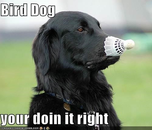 Bird Dog