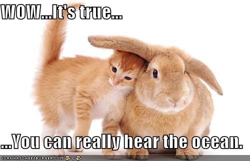 WOW...It's true...  ...You can really hear the ocean.