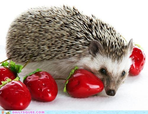 These Noms Are Berry Nice