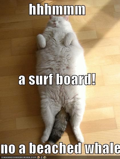 hhhmmm a surf board! no a beached whale
