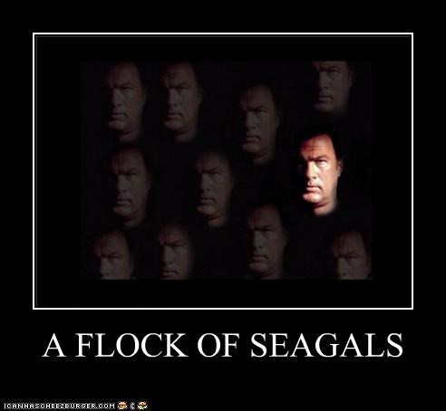 A FLOCK OF SEAGALS