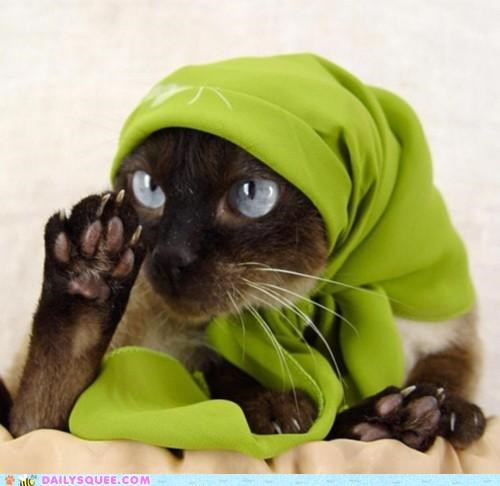 Acting Like Animals: Miss Cleo Will See You Now